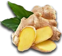 ginger ginger
