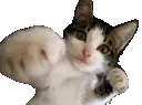 catpunch