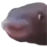 fishehap