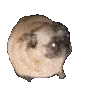 doglocaodancando