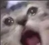 screemy_cat screemy_cat