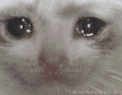 Cat_trigger_sad Discord emoji
