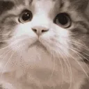 catnod