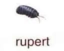 rupert