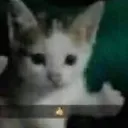 gatothumb
