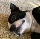 lulu1