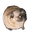 pugdance