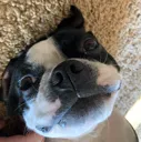 lulu2