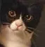 who_is_this_cat Discord Emoji