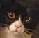 who_is_this_cat2 Discord Emoji