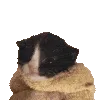 CatMow CatMow