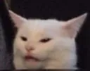 cat cat