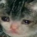 sadcat