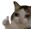 Sad Cat Thumbs Up sadcatthumbsup Discord Emoji
