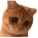 uzgunkedi