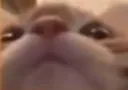 sniff