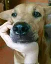 dogoh
