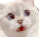 SurprisedCat SurprisedCat