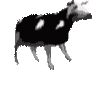a_polish_cow