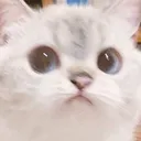 CatStare