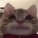 c_hmm