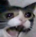 tctScreamingCat