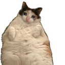 SadCatFat1