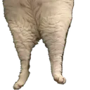 SadCatFat2 SadCatFat2
