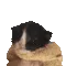ch_bruh