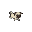 tinydog