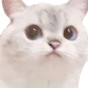 Cate Cate
