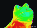 dankboi