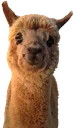 Llama