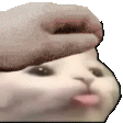 BlepPat