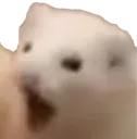 Ferret Pog Discord Emoji