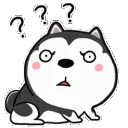 confusedhusky