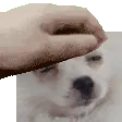 PetThepuga