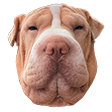 bobasus Discord emoji