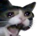 cryingcat Discord Emoji