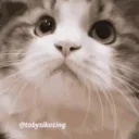 catnodding