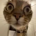 Cat Cat catcat Discord Emoji