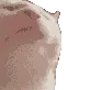 catJAM