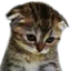 catcry Discord emoji