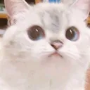 stare stare