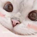 UwU UwU