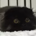 kyra Discord emoji