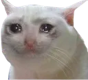 Sad Cat sad_cat Discord Emoji