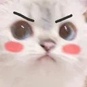 Angry Cat angrycat Discord Emoji
