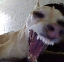 Scary_Dog Discord emoji