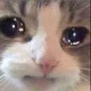 sadcat1 sadcat1